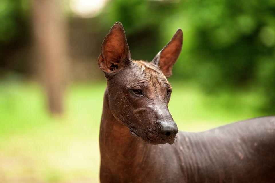 Xoloitzcuintle Dog Breed Image 6