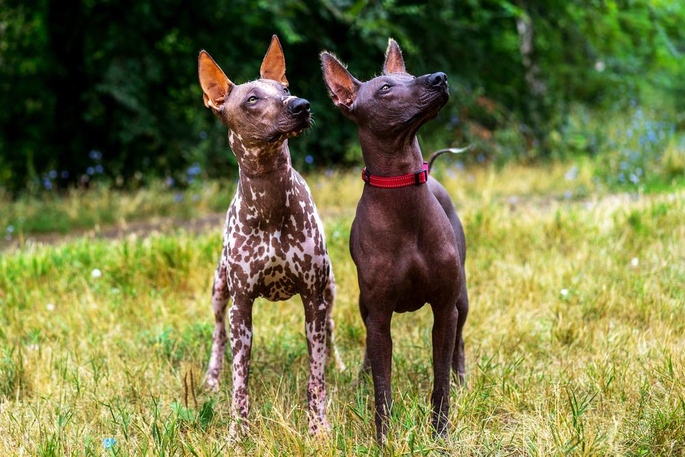 Xoloitzcuintle Dog Breed Image 9