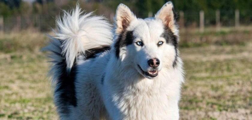 Yakutian Laika Dog Breed Image 16