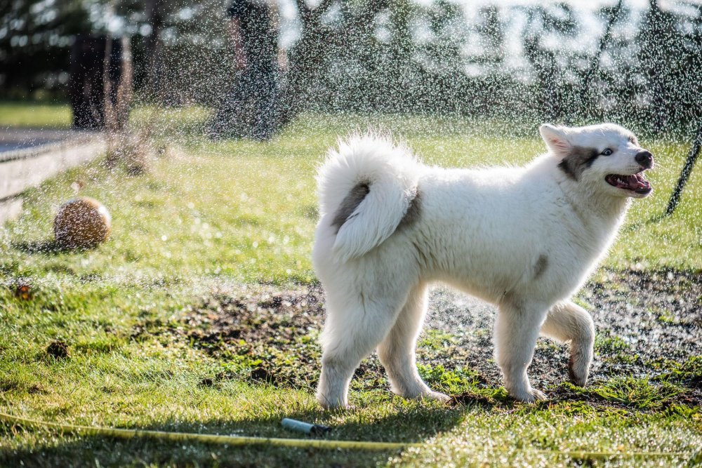 Yakutian Laika Dog Breed Image 17