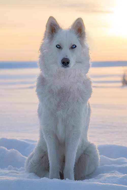 Yakutian Laika Dog Breed Image 19