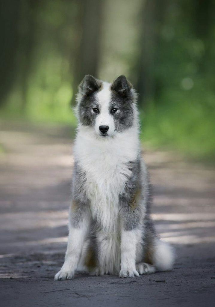 Yakutian Laika Dog Breed Image 6