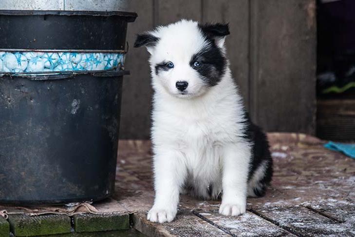 Yakutian Laika Dog Breed Image 7