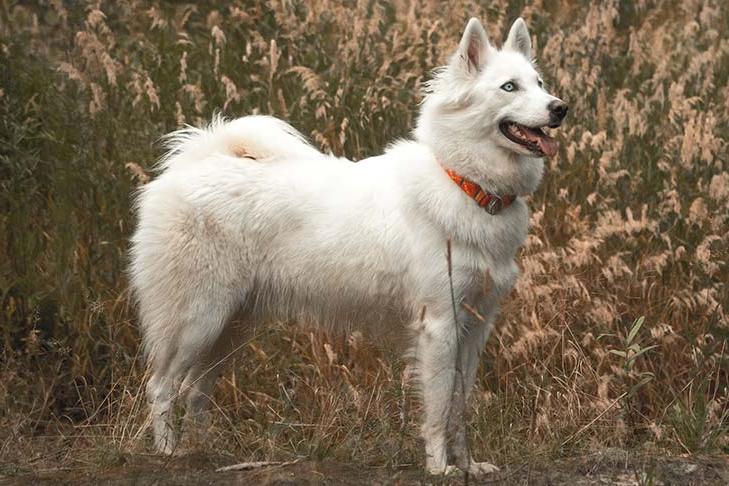 Yakutian Laika Dog Breed Image 8