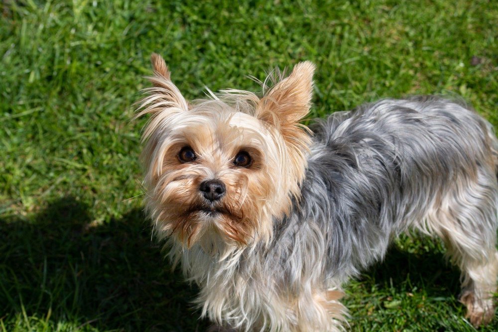 Yorkshire Terrier Dog Breed Image 1