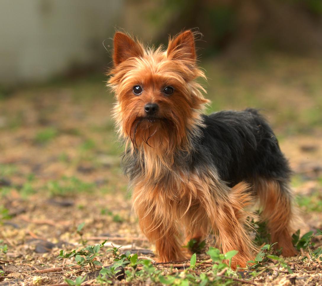 Yorkshire Terrier Dog Breed Image 15