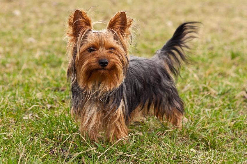 Yorkshire Terrier Dog Breed Image 7