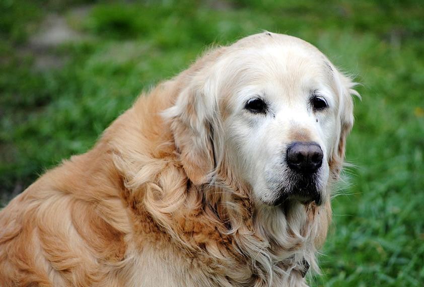 Your Aging Dog Image 9