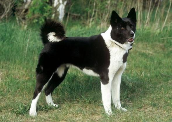 Zerdava Dog Breed Image 9