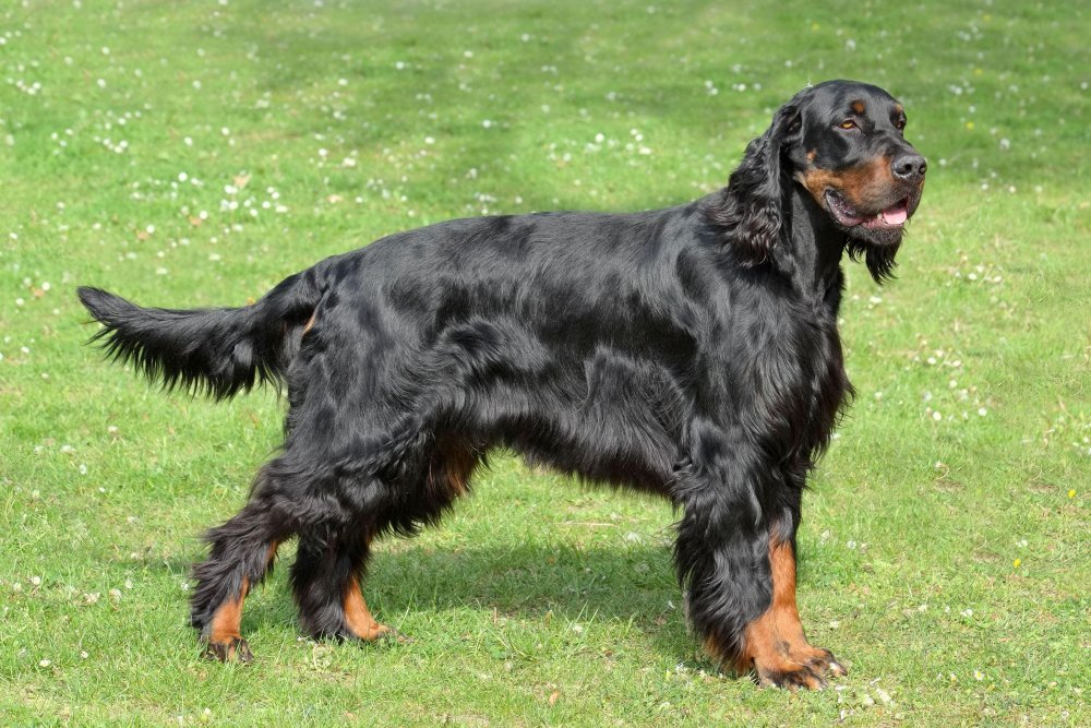 Gordon Setter Dog Breed Image 1