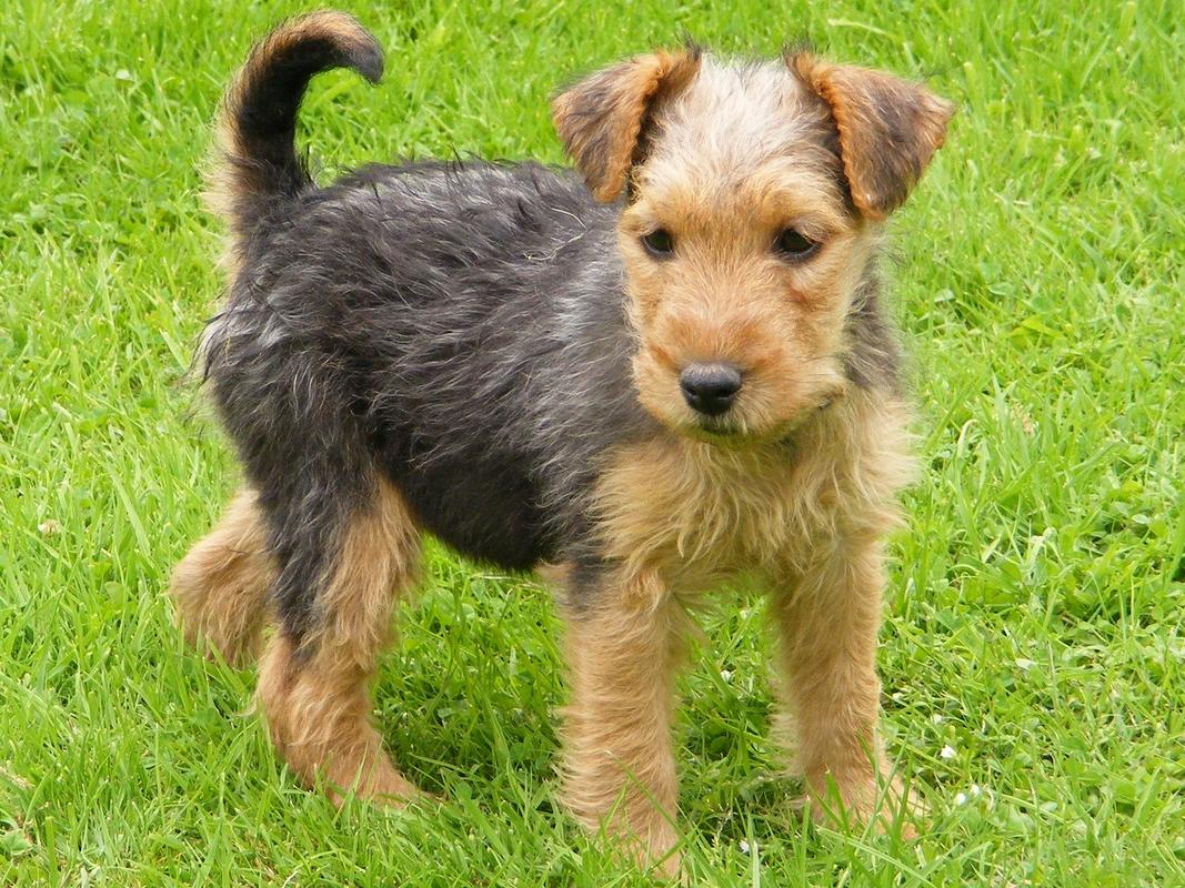 Lakeland Terrier Dog Breed Image 1