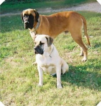 Nebolish Mastiff Dog Breed Image 1