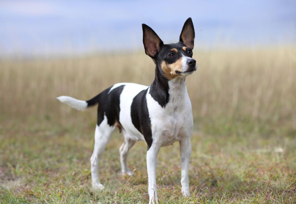 Toy Fox Terrier Dog Breed Image 1