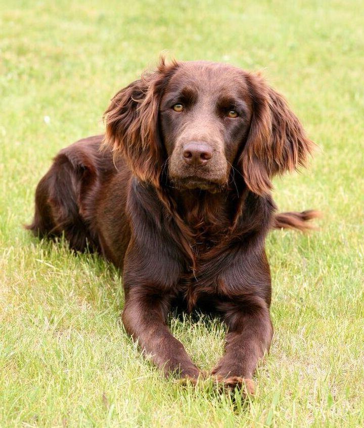 German Spaniel Dog Breed Image 1