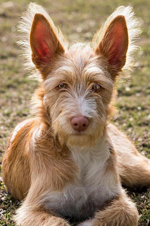 Portuguese Podengo Dog Breed Image 1