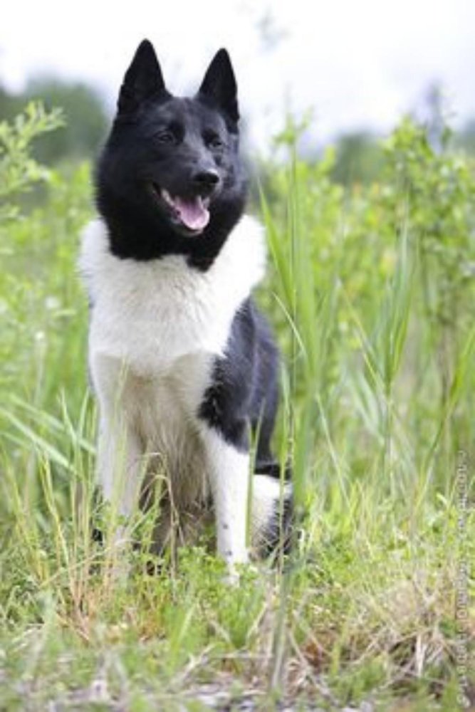 Russo-European Laika Dog Breed Image 1