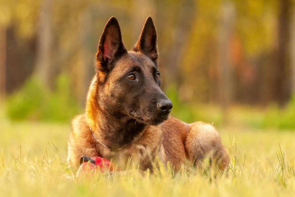 Belgian Shepherd Dog Breed Image 10