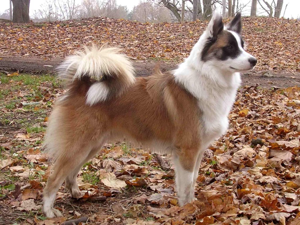 Icelandic SheepDog Breed Image 10