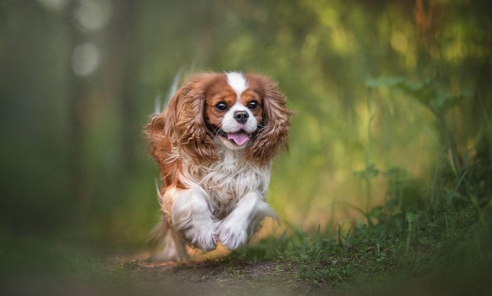 King Charles Spaniel Dog Breed Image 10