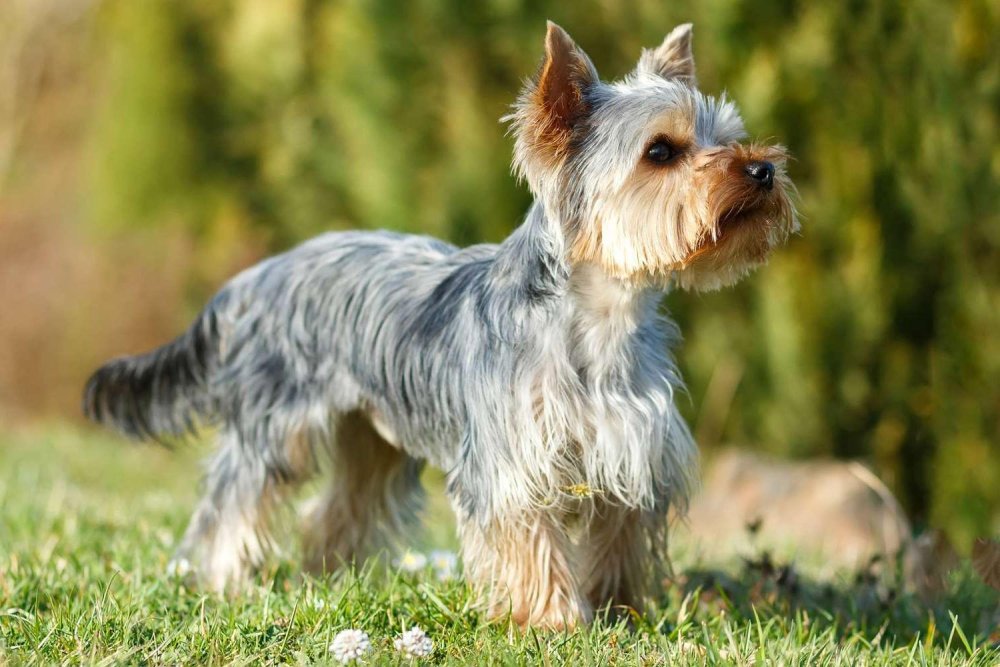 Yorkshire Terrier Dog Breed Image 10