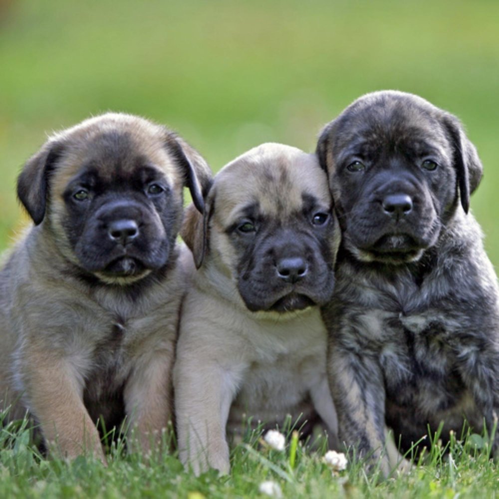 English Mastiff Dog Breed Image 10