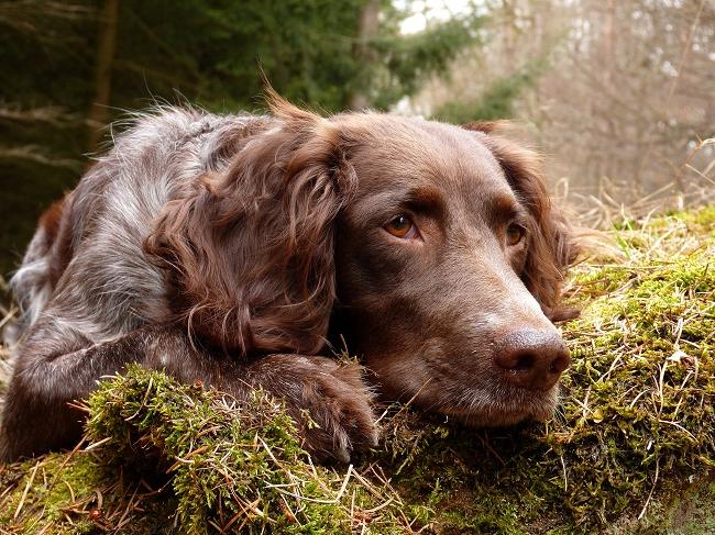 German Spaniel Dog Breed Image 10