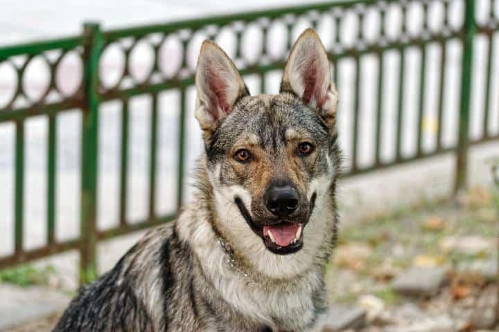 Kunming Dog Breed Image 10