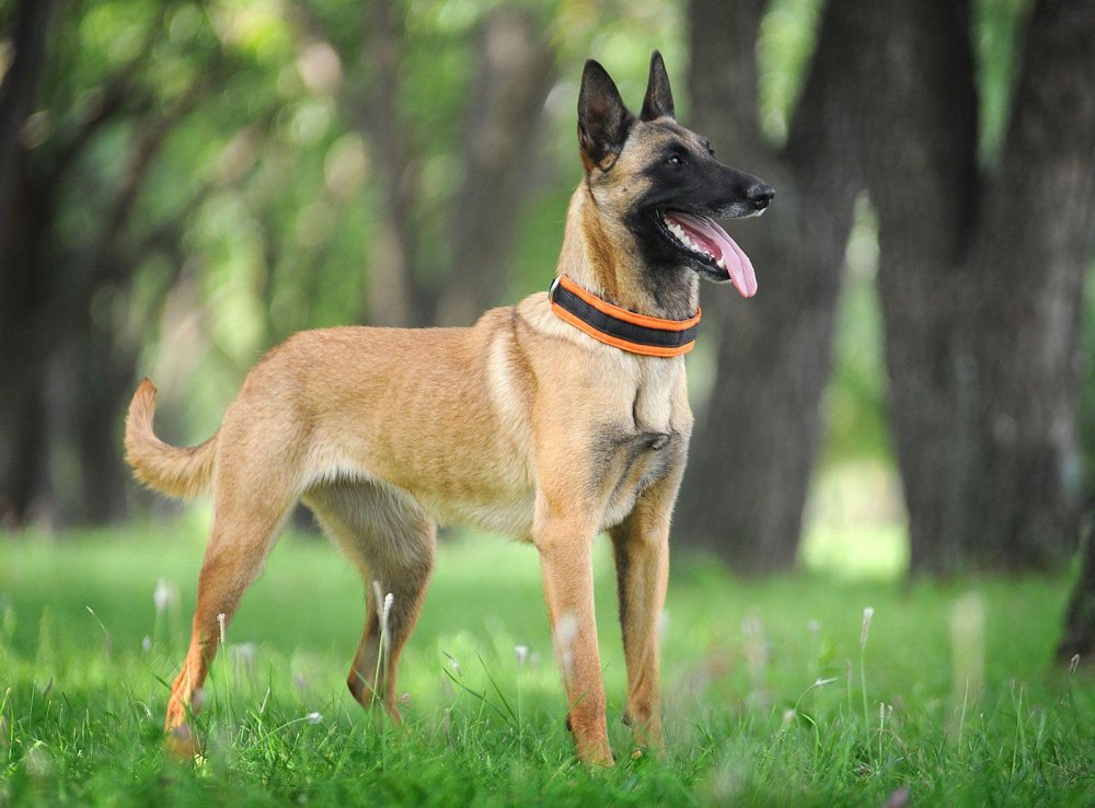 Belgian Shepherd Dog Breed Image 11