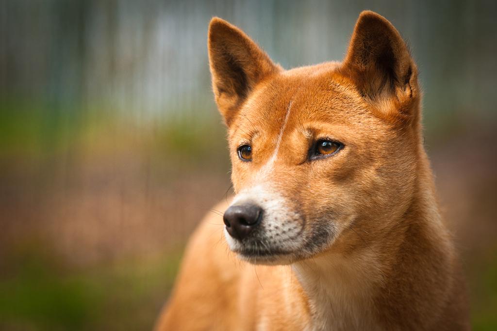 Dingo Dog Breed Image 11