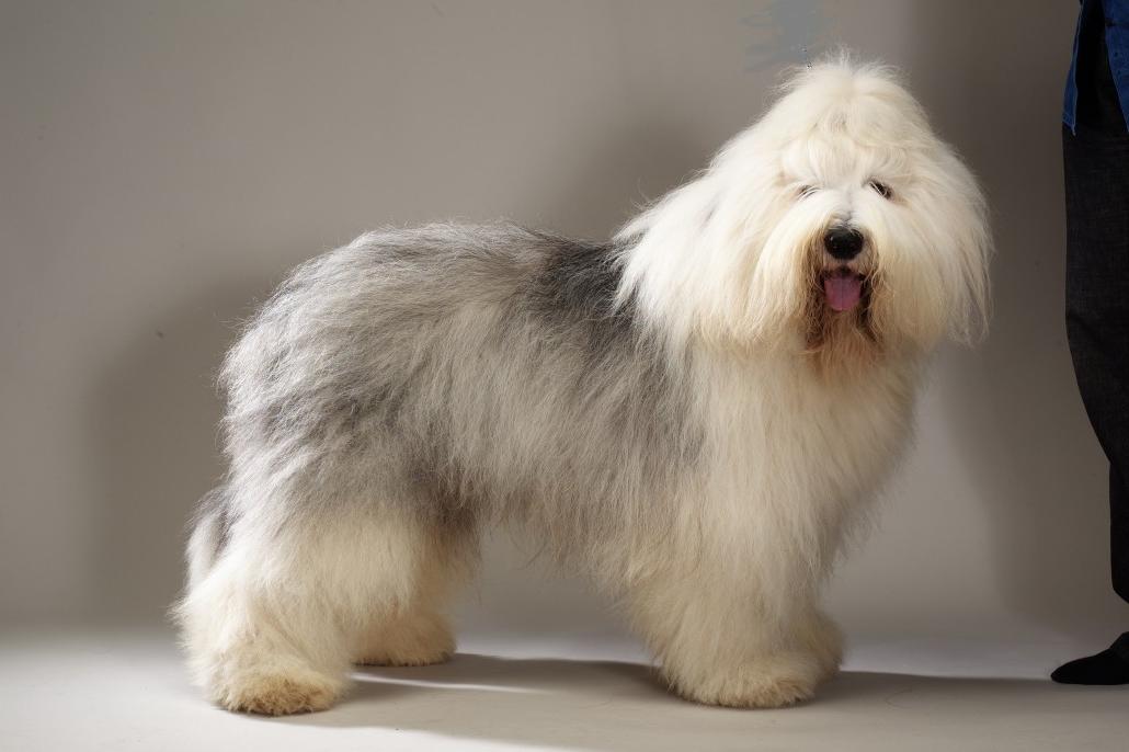 Polish Lowland SheepDog Breed Image 11