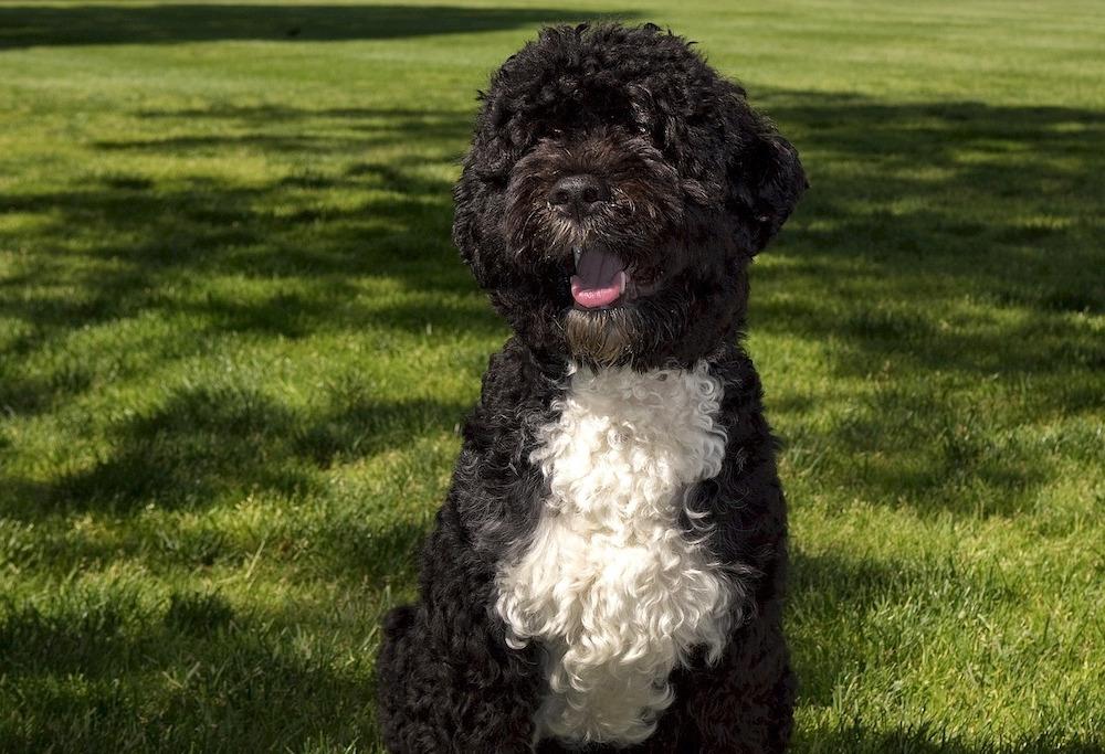 Portuguese Water Dog Breed Image 11