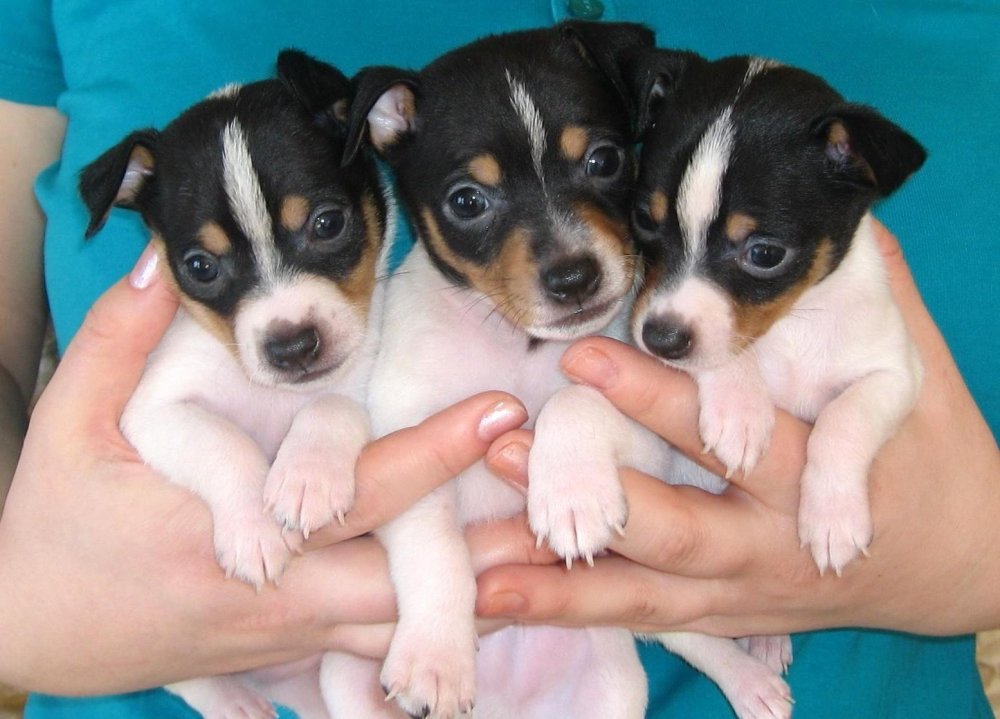 Toy Fox Terrier Dog Breed Image 11