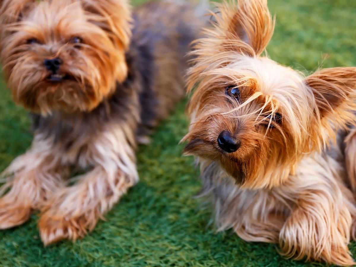 Yorkshire Terrier Dog Breed Image 11