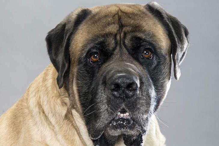 English Mastiff Dog Breed Image 11