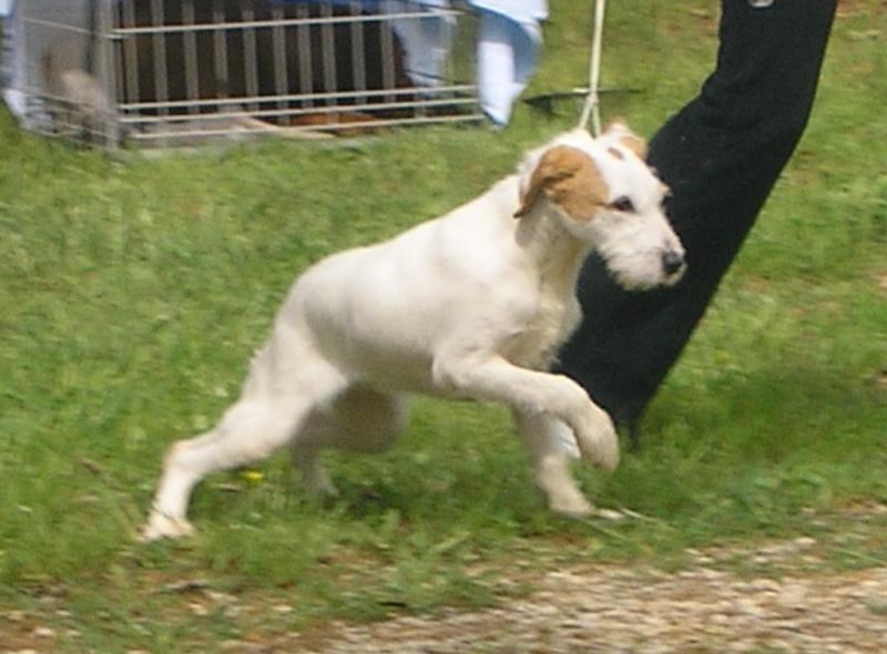 Istrian Coarse-haired Hound Dog Breed Image 11