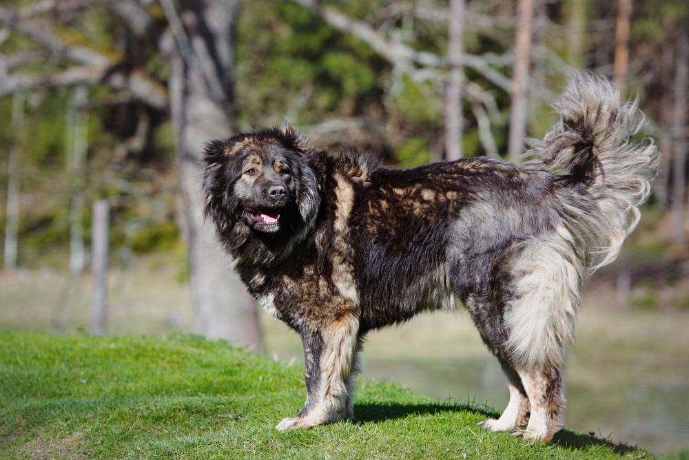 South Russian Ovcharka Dog Breed Image 11