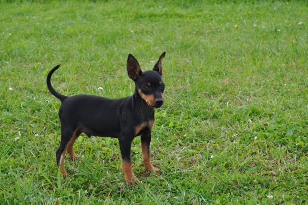 Old English Terrier Dog Breed Image 11