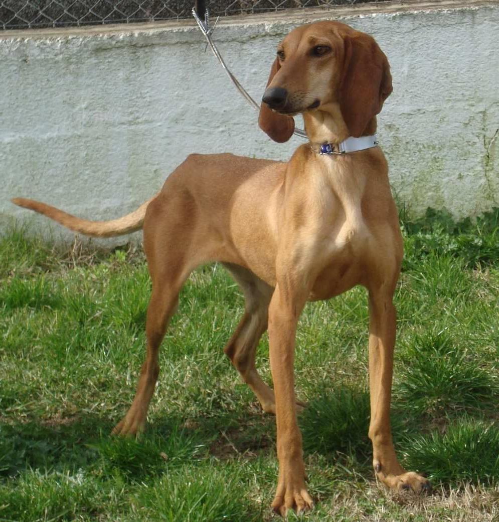 Segugio Italiano Dog Breed Image 11