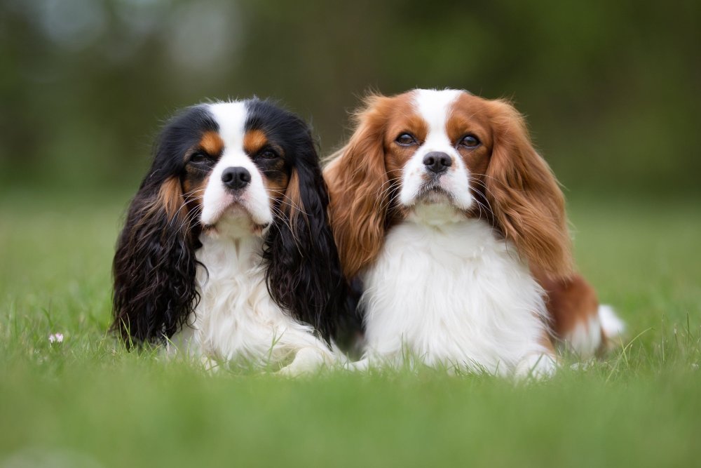 King Charles Spaniel Dog Breed Image 12