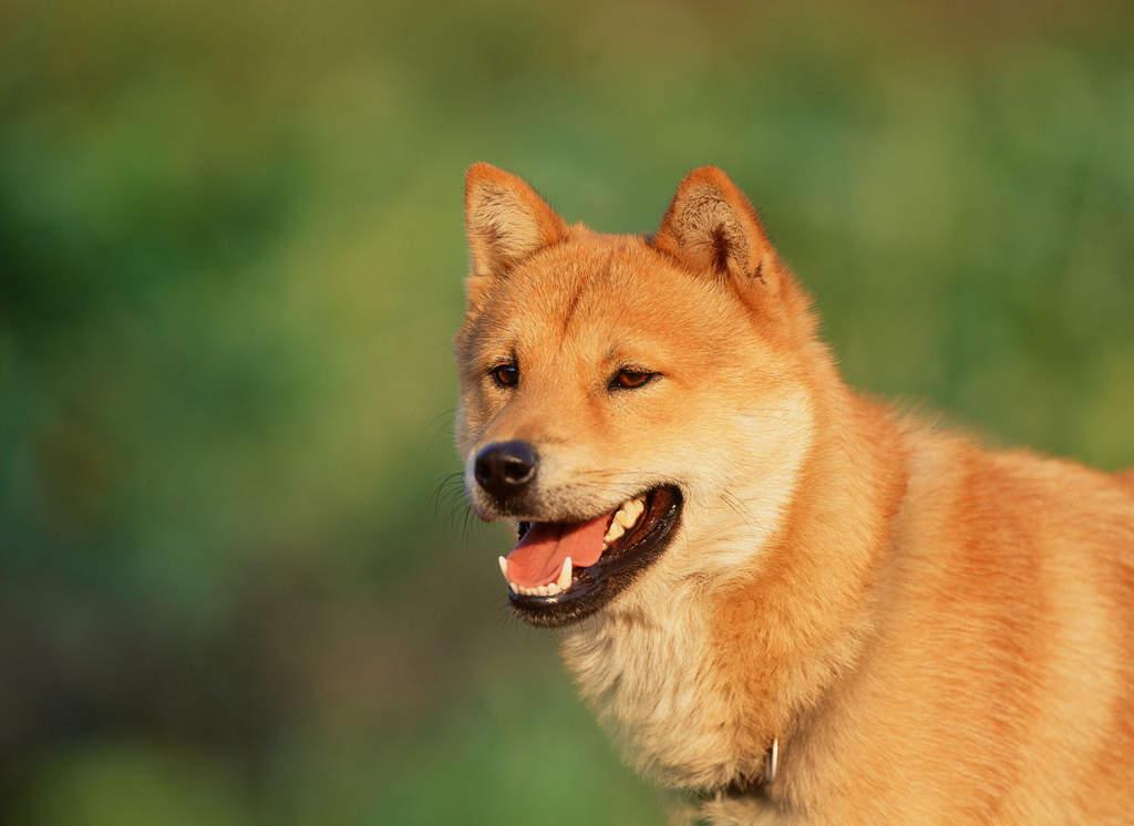 Korean Jindo Dog Breed Image 12