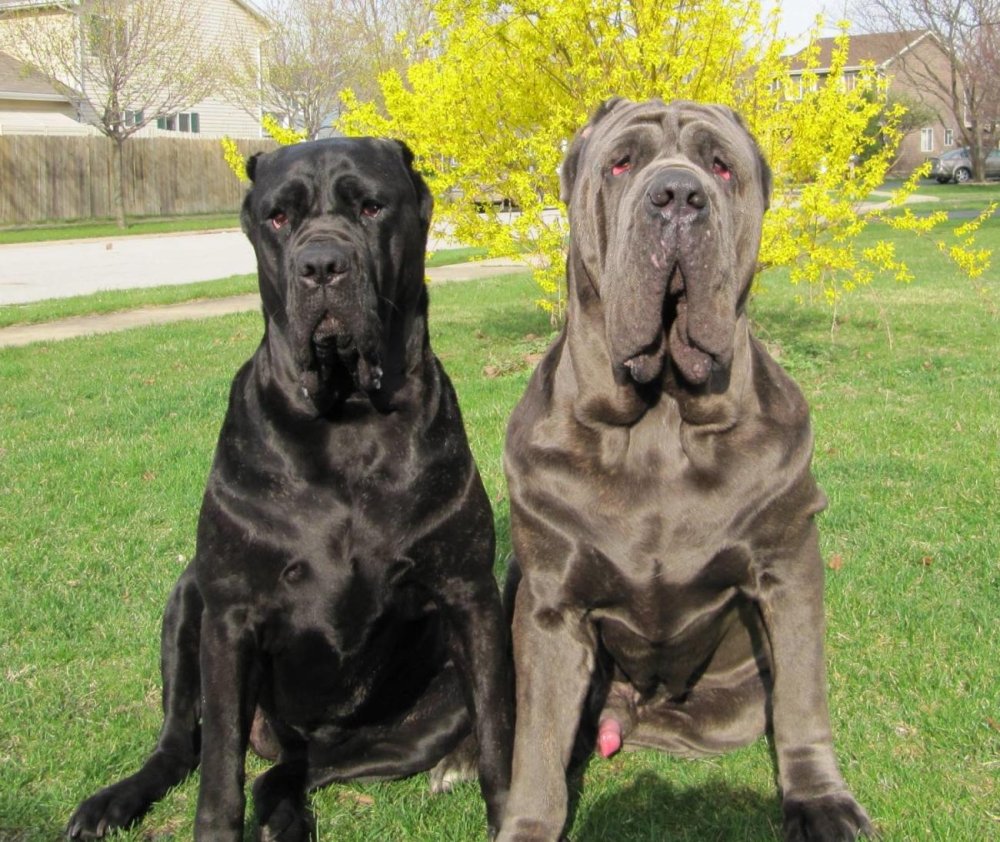 Neapolitan Mastiff Dog Breed Image 12