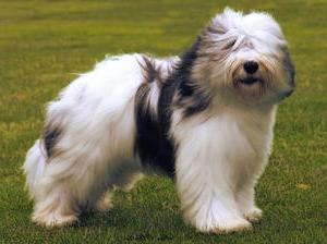 Polish Lowland SheepDog Breed Image 12