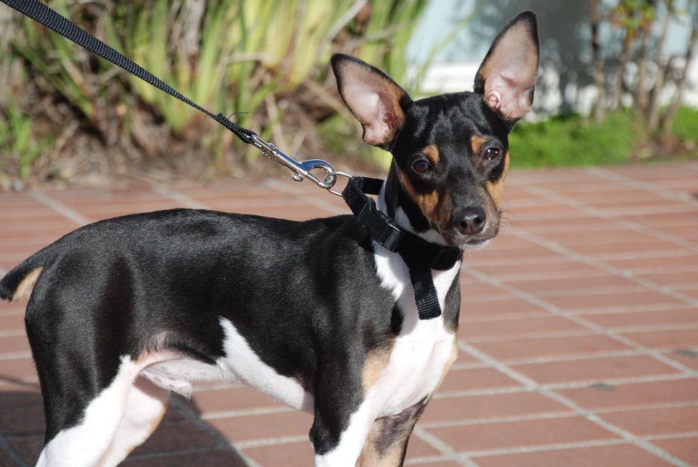 Toy Fox Terrier Dog Breed Image 12