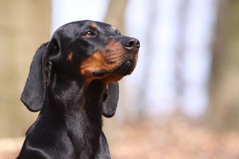 Austrian Black and Tan Hound Dog Breed Image 12