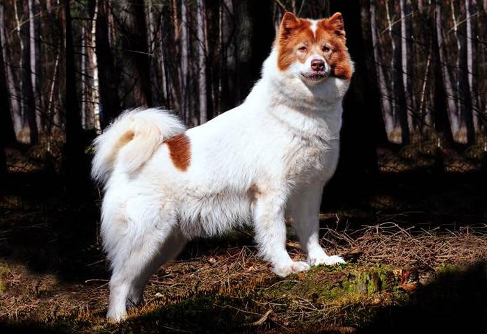 Canadian Eskimo Dog Breed Image 12