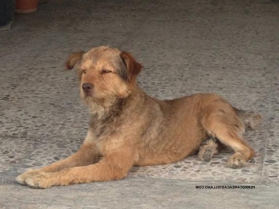 Carea Castellano Manchego Dog Breed Image 12