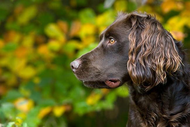 German Spaniel Dog Breed Image 12