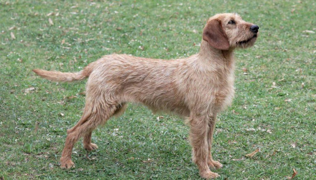 Istrian Coarse-haired Hound Dog Breed Image 12