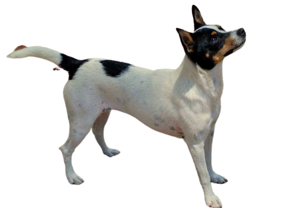 Miniature Fox Terrier Dog Breed Image 12