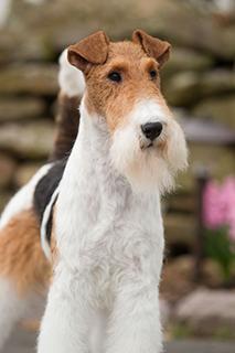 Wire Fox Terrier Dog Breed Image 13